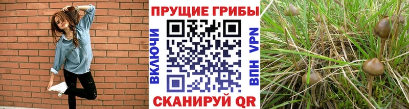 Псилоцибиновые грибы GOLDEN TEACHER  Купить где  Барабинск 